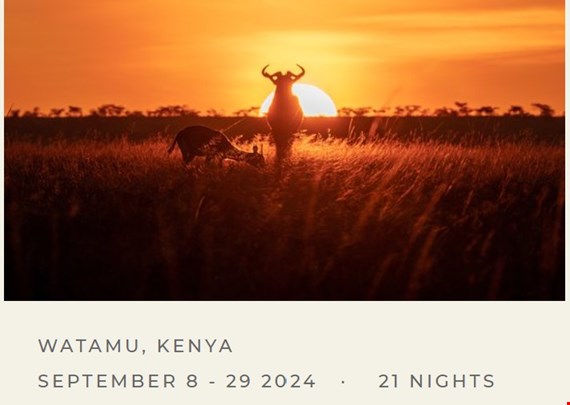 Noma Collective Africa 2026 image